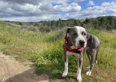 Rico the dog outside on some grass with blue sky and clouds behind him